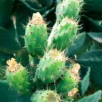 Kaktus masáž