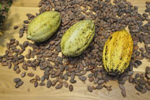 cocoa-beans-373813_640